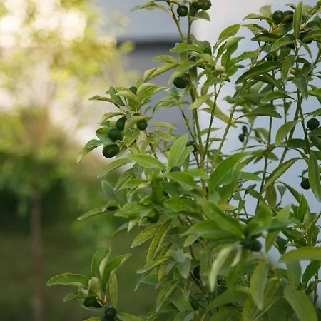 Art Life Boho Apartament Alanya