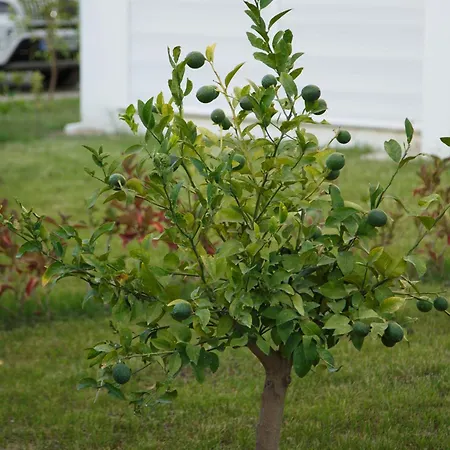 Art Life Boho Apartament Alanya