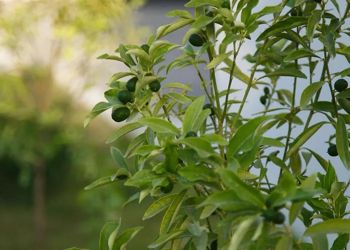 Art Life Boho Appartement Alanya