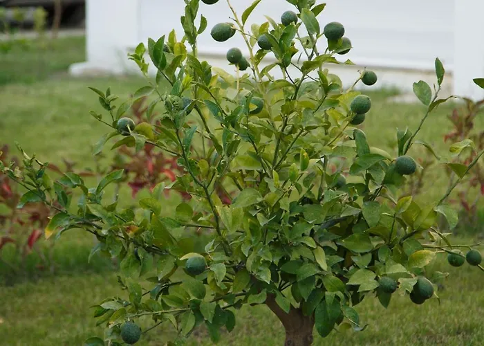 Art Life Boho Appartement Alanya